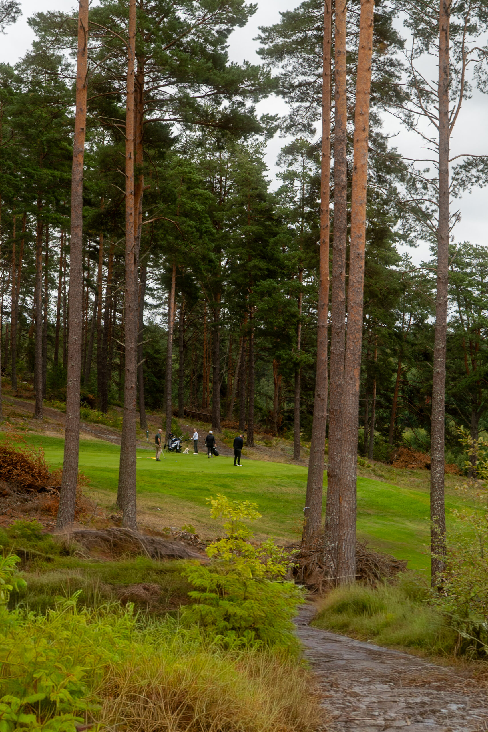 Skogs- och ängspartier på Tjusta Golfklubb